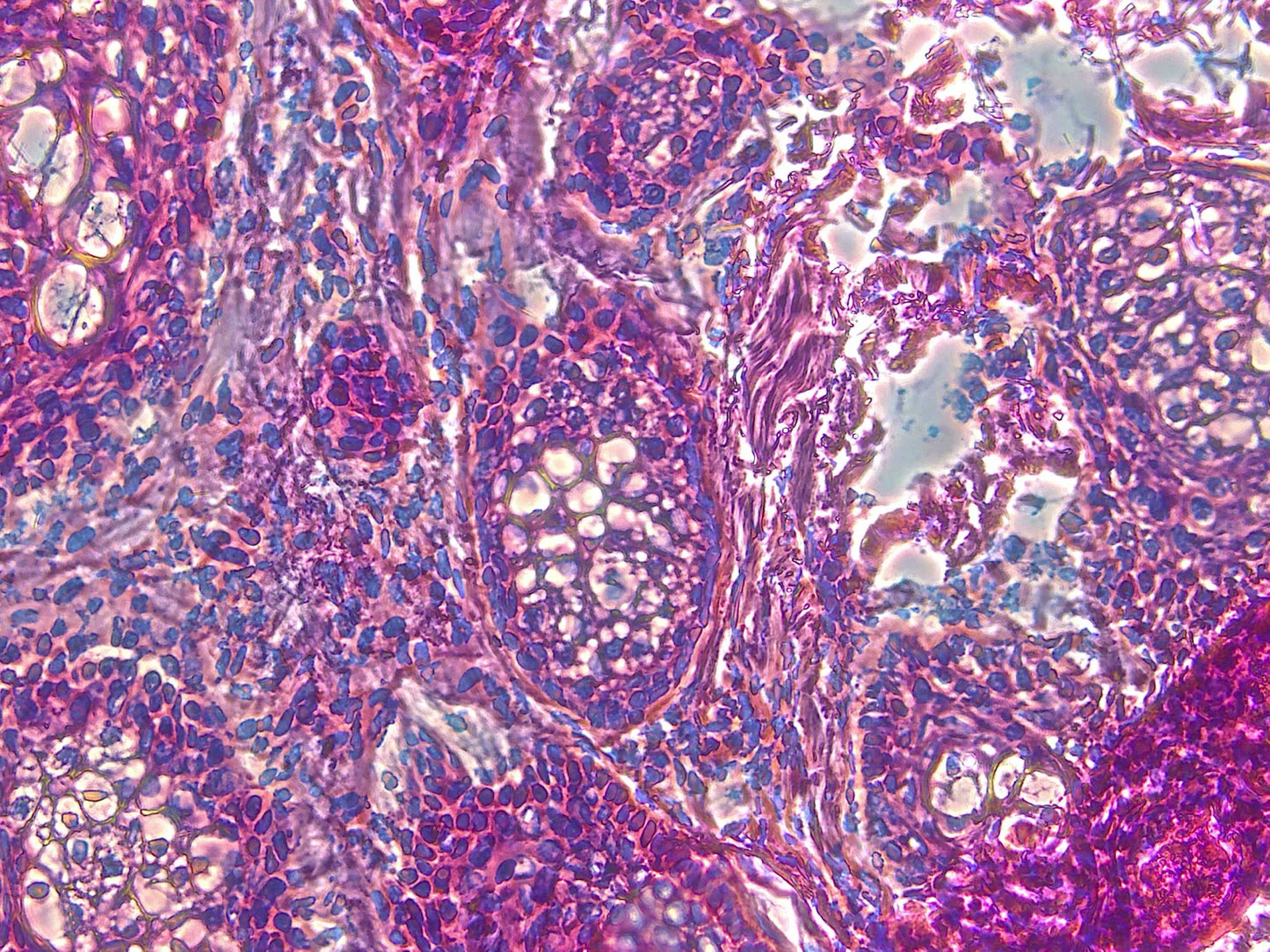 Olympus Microscope BX45 with Phase Contrast, Trinocular Head & Camera (Copy) - microscopemarketplace