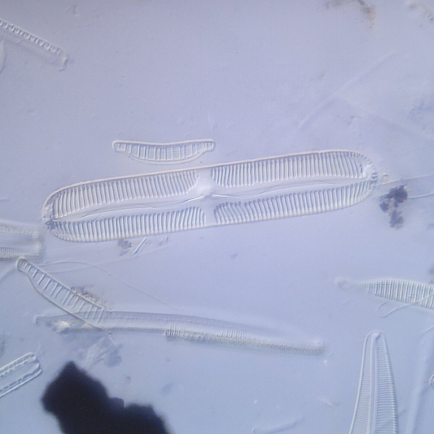 Olympus Microscope IX71 Inverted with DIC and Fluorescence - microscopemarketplace