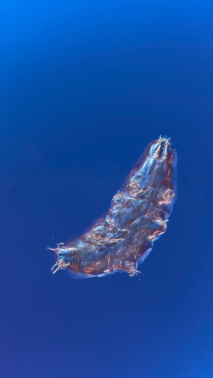 The Secret Life on Stone: Why Cemetery Lichen is the Real MVP for Tardigrades