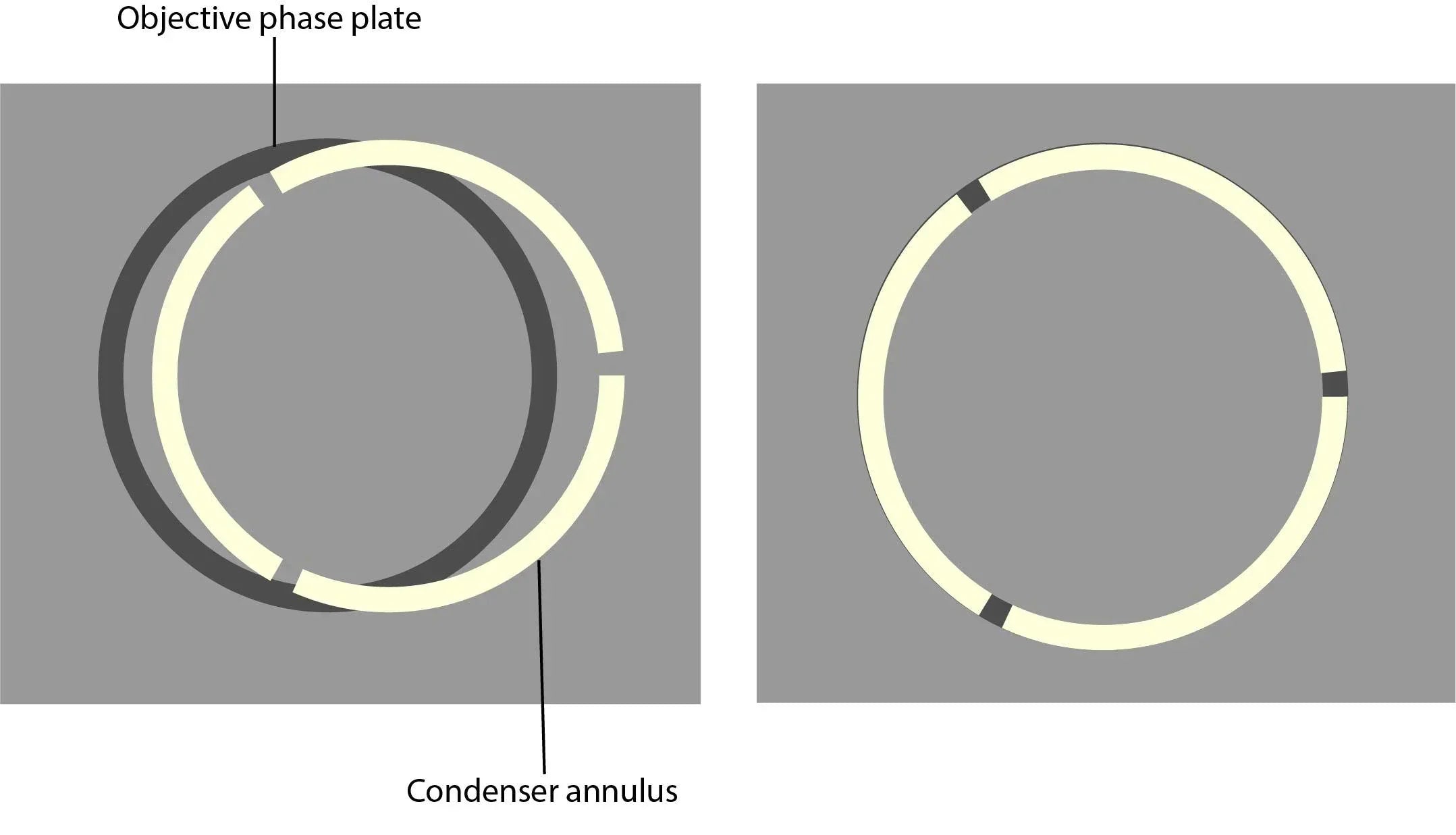 Alignment O Rings 🔬 How to Align Phase Rings for Perfect Phase Contrast Imaging
