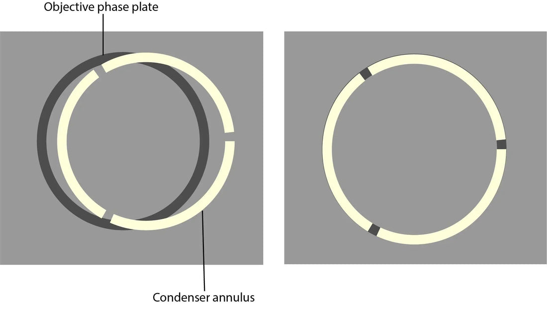 🔬 How to Align Phase Rings for Perfect Phase Contrast Imaging