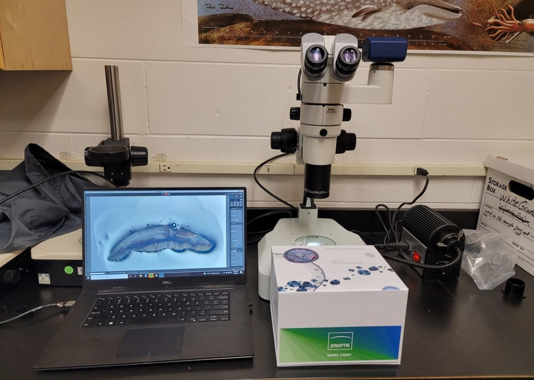 Using a Microscope to count Fish Otolith Rings. A step by step guide