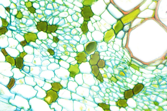 LW Scientific Microscope 60x Infinity PLAN Dry Objective | for Innovation Labscope - microscopemarketplace