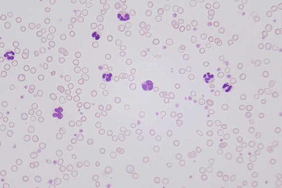 LW Scientific Microscope 50x Infinity Plan Oil Objective | for Infinity i4 - microscopemarketplace