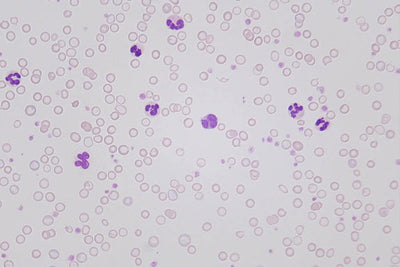 LW Scientific Microscope 50x Infinity Plan Oil Objective | for Infinity i4 - microscopemarketplace