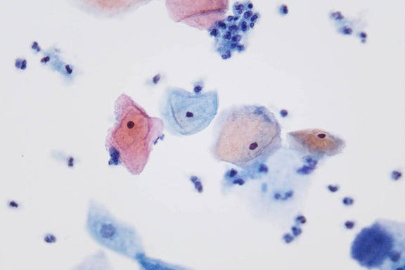 LW Scientific Microscope 50x Infinity Plan Oil Objective | for Infinity i4 - microscopemarketplace