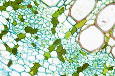 LW Scientific Microscope 50x Infinity Plan Oil Objective | for Infinity i4 - microscopemarketplace