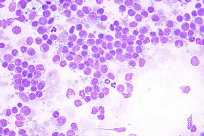 LW Scientific Microscope 50x Infinity Plan Oil Objective | for Infinity i4 - microscopemarketplace