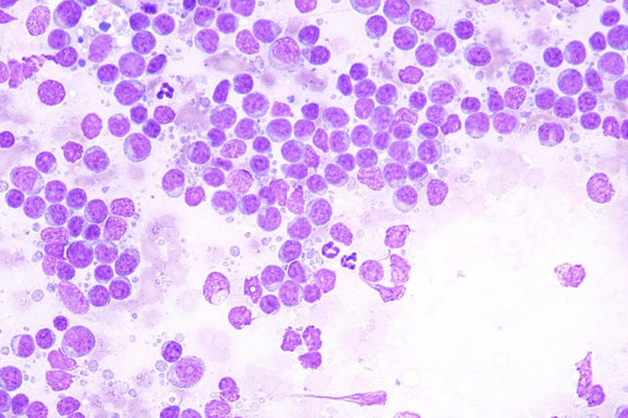 LW Scientific Microscope 50x Infinity Plan Oil Objective | for Infinity i4 - microscopemarketplace