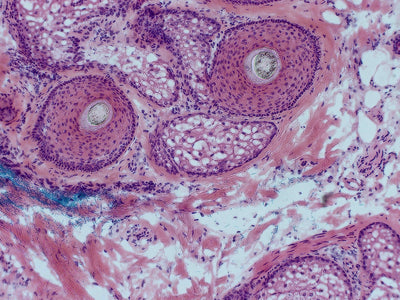 Olympus Microscope IX51 with Camera & Phase Contrast | Tissue Culture - microscopemarketplace