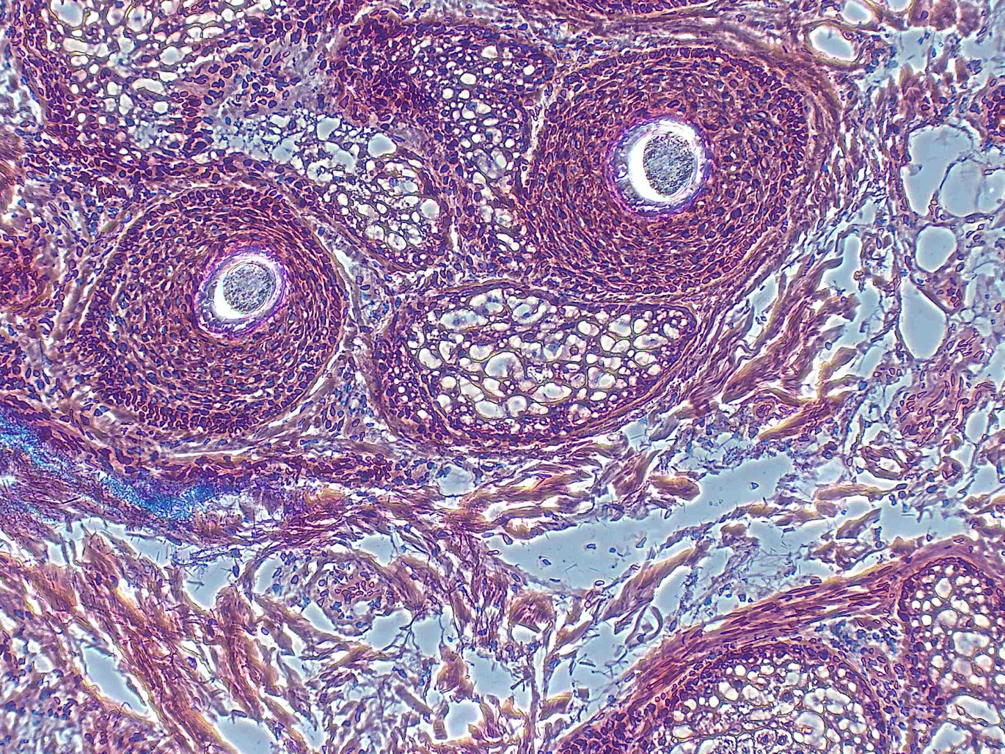 Olympus Microscope IX51 with Camera & Phase Contrast | Tissue Culture - microscopemarketplace