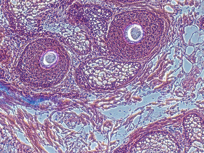 Olympus Microscope IX51 with Camera & Phase Contrast | Tissue Culture - microscopemarketplace