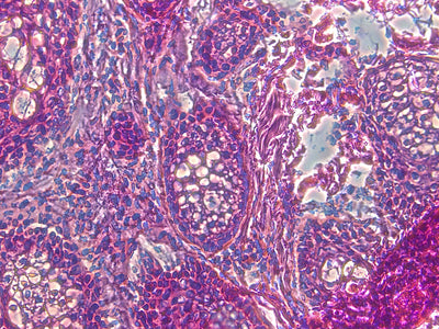 Olympus Microscope BX45 with Phase Contrast, Trinocular Head & Camera (Copy) - microscopemarketplace