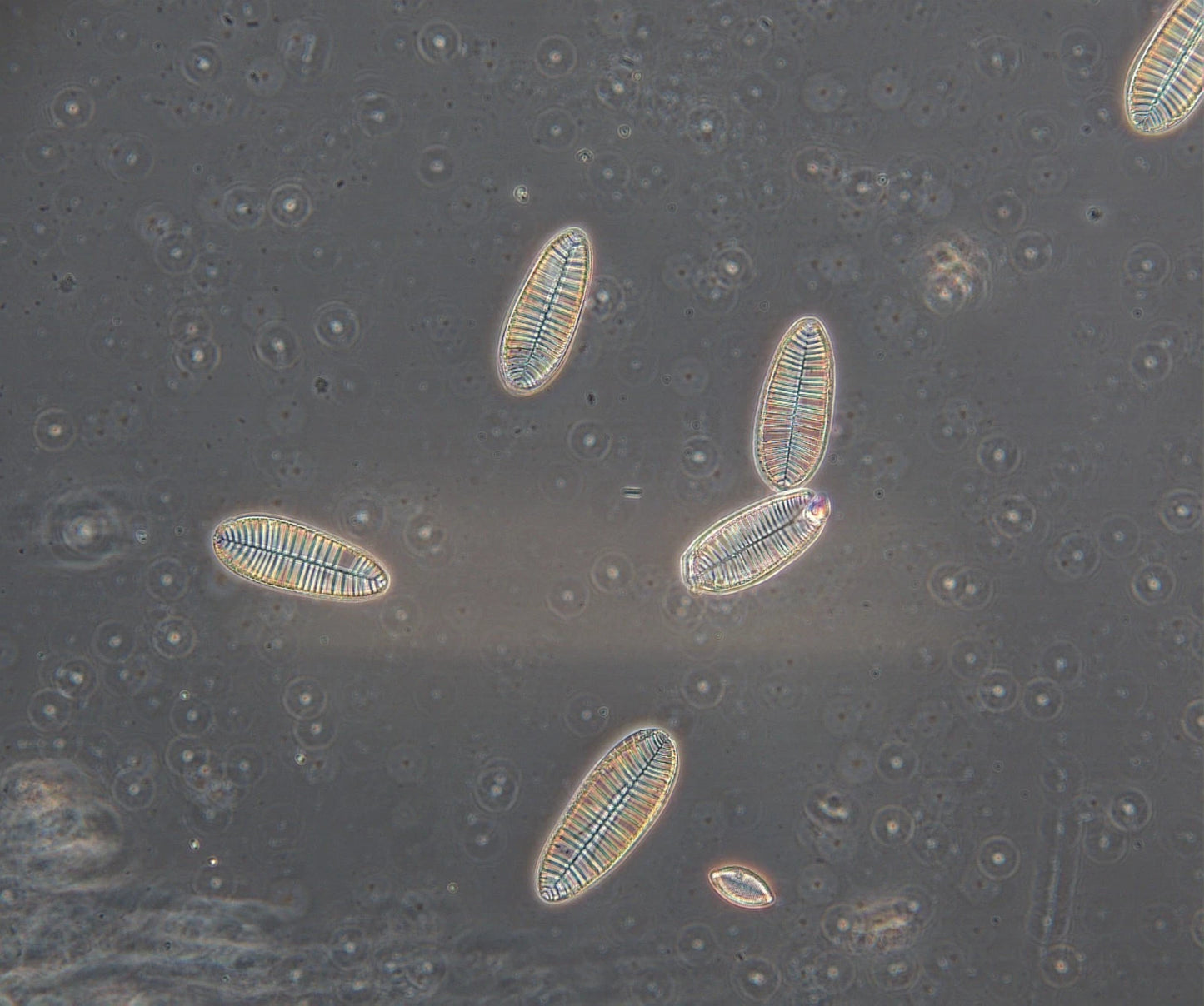 Olympus Microscope BX51 with DIC, Phase Contrast, Trinocular Head & Camera