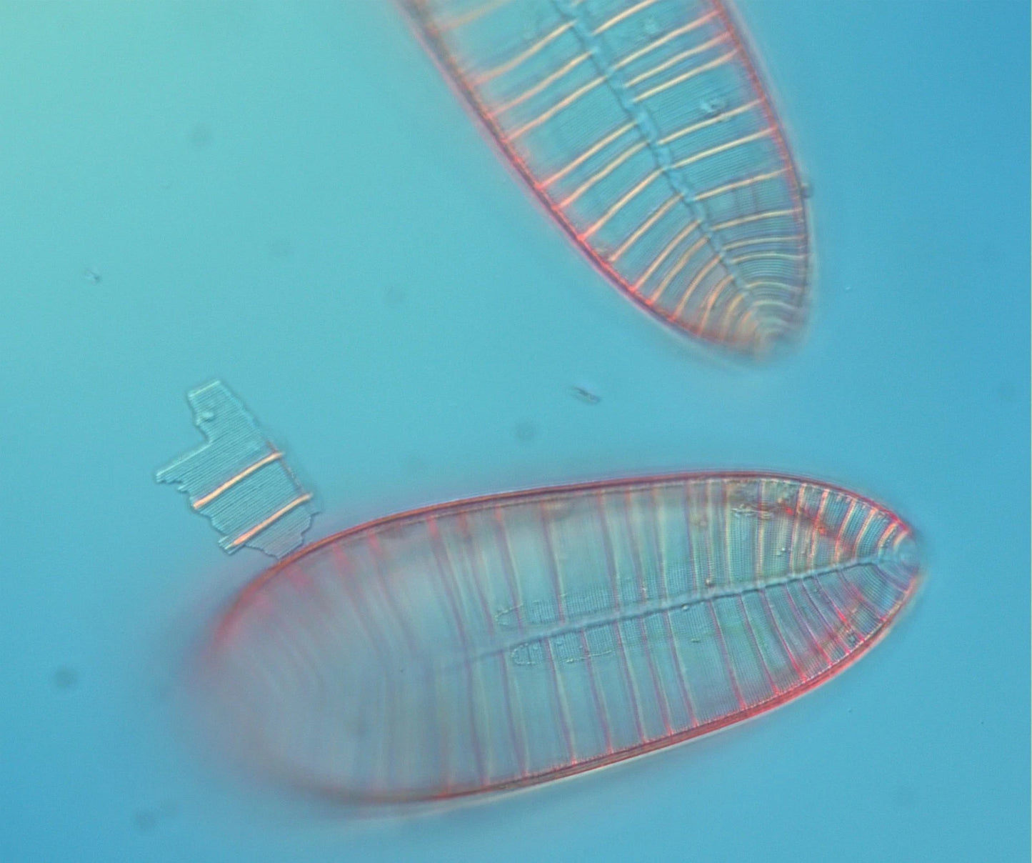 Olympus Microscope BX51 with DIC, Phase Contrast, Trinocular Head & Camera