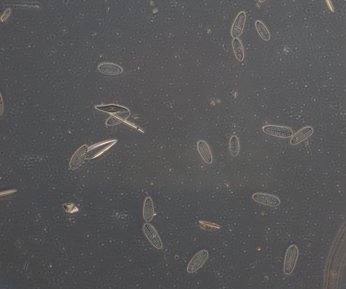 Olympus Microscope BX51 with DIC, Phase Contrast, Trinocular Head & Camera