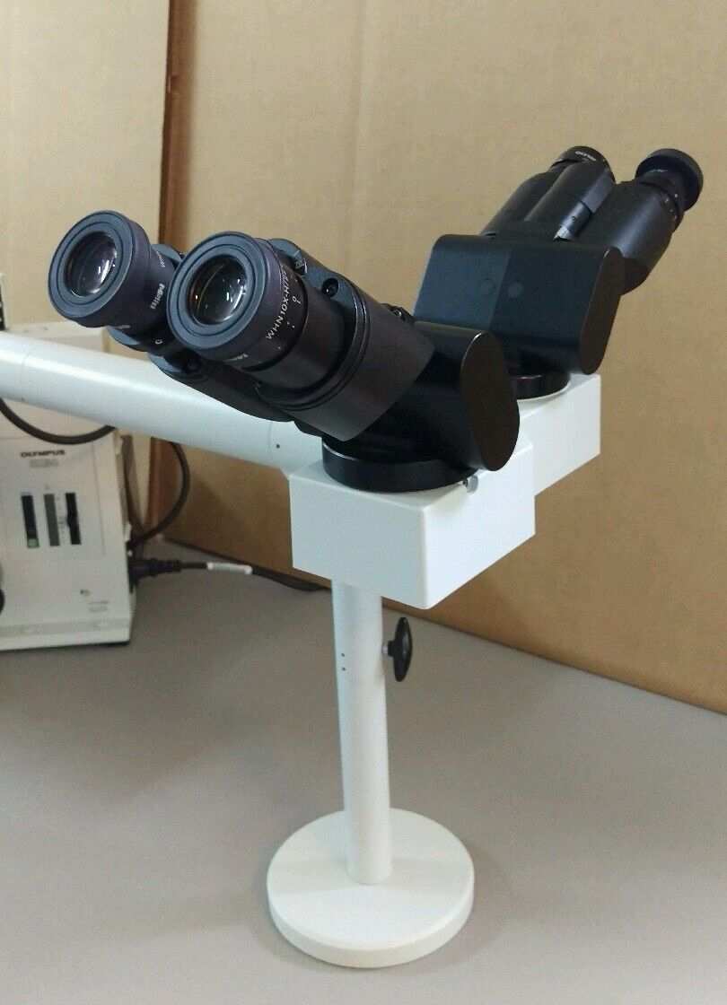 Olympus Microscope BX50 Teaching Multihead with Apos / Pathology - microscopemarketplace